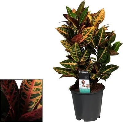 Obrázok produktu pre Croton Petra - izbová rastlina, Ø17cm, výška 55cm. Pestrofarebná listnatá