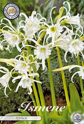 Artikelbild 2 von 'Schönhäutchen Festalis (2 Stück)' aus der Kategorie Blumenzwiebeln