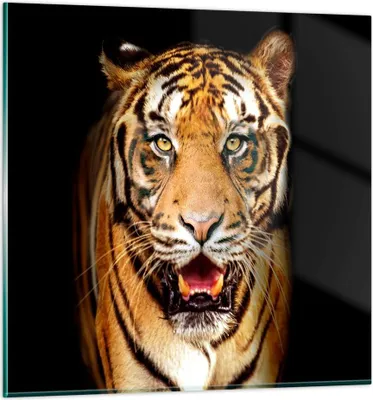 Produktbild von Bilder auf glas - tiger tier - 40x40cm - Glasbilder - Wandbilder - Bilder - Kunstdruck - zum Aufhängen bereit - Wanddekoration aus Glas - Glas Bilder - Wandbild auf Glas - Einteilig - GAC40x40-4103