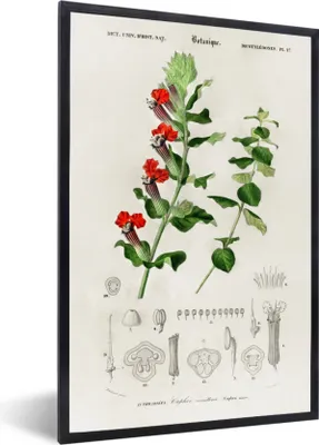 Produktbild von MuchoWow® MuchoWow® Gerahmtes Poster Pflanze - Jahrgang - Botanica 60x90 cm - Poster mit zchwarzem Bilderrahmen - Kunst