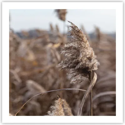 Produktbild von Poster - Poster ohne Rahmen - Boho Ähren Gras - 60x60 cm - Wand Bild - Wanddeko - Wandbilder - Kunstposter - Wandposter - Bilder - Kunstdruck - Wanddekoration - Wandbild - P2XAC60x60-4763