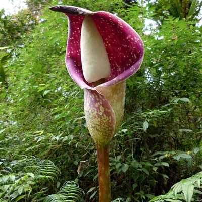 Obrázok produktu pre Beccari-Aronstab (Amorphophallus beccarii)  – 1 vyklíčené semeno