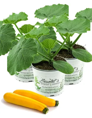 Produktbild von Enseleits 3er Set Zucchini Pflanze gelb (Cucurbita pepo), Aus Nachhaltigem Anbau