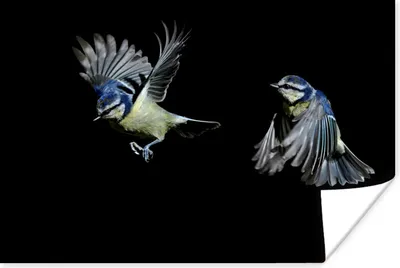Produktbild von MuchoWow® Poster Vogel - Federn - Porträt 30x20 cm - Plakate - Print