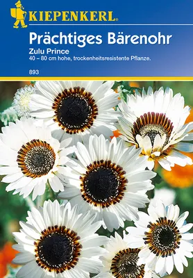 Produktbild von Kiepenkerl Bärenohrsamen Zulu Prince