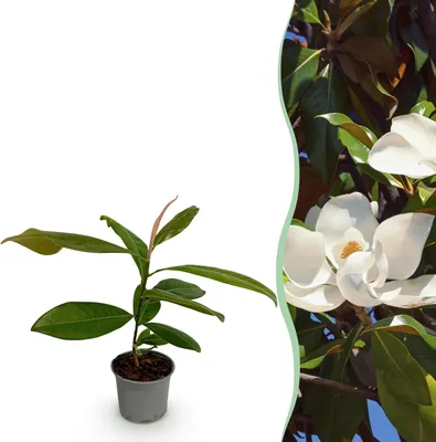 Zdjęcie produktu dla Magnolia grandiflora, 12 cm, wysokość 30 cm, wiecznie zielona magnolia wielkokwiatowa, mrozoodporna