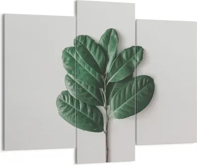Produktbild von Bild auf Leinwand - Leinwandbild - 3 Teile - Blätter Pflanzen Botanik - 130x100cm - Wand Bild - Wanddeko - Wandbilder - Leinwanddruck - Bilder - Wanddekoration - Leinwand bilder - CB130x100-4956