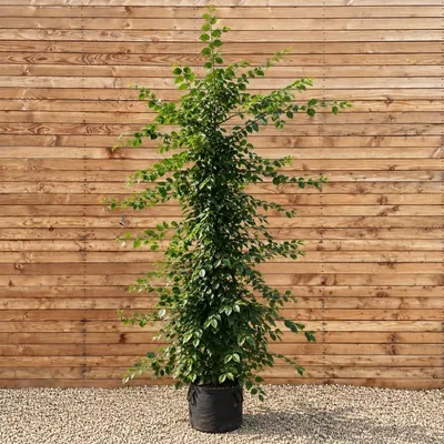 Produktbild von Hainbuche Stammbusch 200-250 cm, Stammumfang 8-10 cm - Carpinus betulus Stammbusch