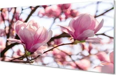 Produktbild von Glasbilder 100x50 Wandkunst Magnolienbaum