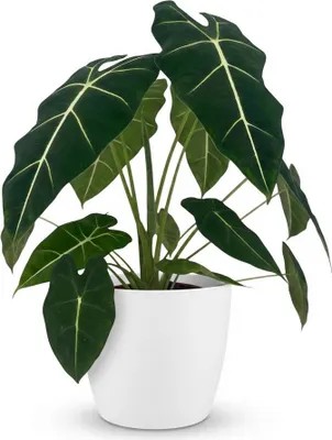 Produktbild von Green boutiQ - Zimmerpflanze - Elefantenohr - Alocasia Frydek - Grün - Pflegeleicht - 1 Pflanze - mit weißem Übertopf - Topf 19cm - Höhe 60cm