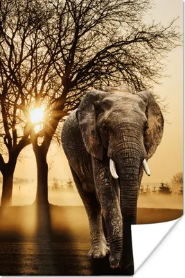 Produktbild von MuchoWow® Poster Elefant - Baum - Sonne 120x180 cm - Kunstposter