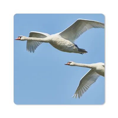 Produktbild von MuchoWow® Mauspad Mousepad Schwan - Vogel - Himmel - Blau 20x20 cm - Mousepads - Maus Mat - Pad - Mausunterlage - Desk Mat - Bureauartikeln