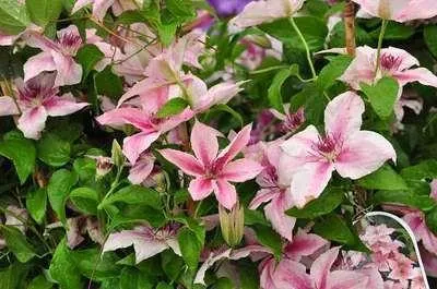 Zdjęcie produktu dla Clematis hybr. 'Pink Fantasy' - Pnącze leśne 'Pink Fantasy' 50-60 cm | doniczka