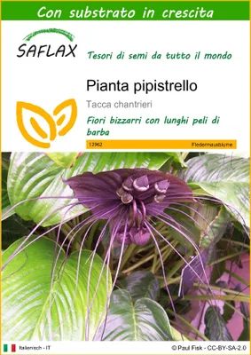 Immagine prodotto di SAFLAX  - Pianta pipistrello - 10 semi - Con substrato - Tacca