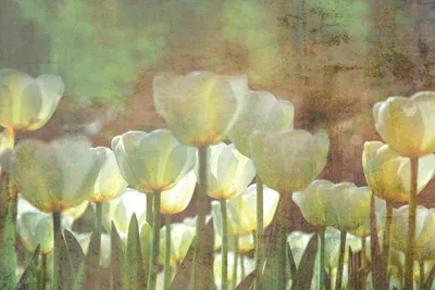 Produktbild von Fototapete - White Tulips Abstract 375x250cm - Vliestapete