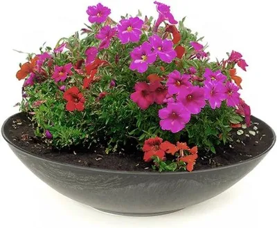 Produktbild von Famanu Pflanzenkübel Wetterfest - Große marmorierte Blumenschale 35 cm für Blumen, Bonsai oder als Grabdeko