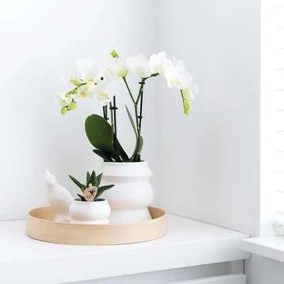 Immagine prodotto di Vassoio decorativo rotondo in bambù, Ø30cm. Vassoio naturale per vasi da fiori