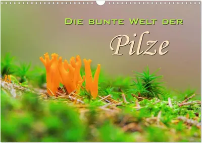 Produktbild von Die bunte Welt der Pilze (Wandkalender 2025 DIN A3 quer), CALVENDO Monatskalender