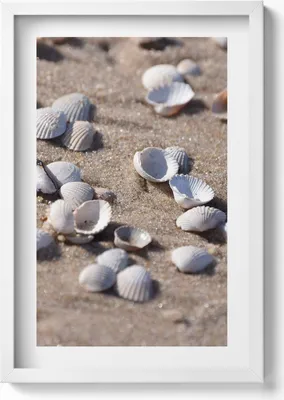 Produktbild von Muscheln am Strand– Wandbild mit Rahmen – Gerahmtes Bild  – Wanddekoration – 40x60 cm – Weiß