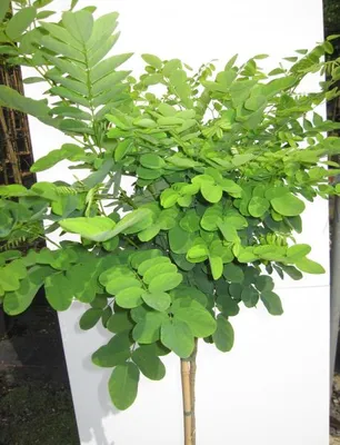 Produktbild von Hochstamm Kugelakazie Umbraculifera - Robinia pseudoacacia - Stamm 125cm + Krone