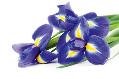 Produktbild von Fototapete - Iris 375x250cm - Vliestapete