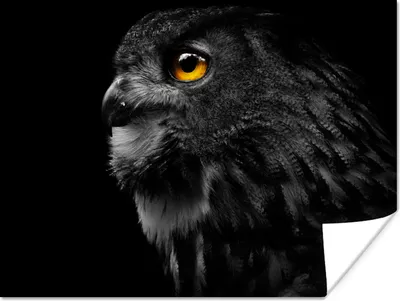 Produktbild von MuchoWow® Poster Eule - Vogel - Schwarz - Porträt 120x90 cm - Wandbild
