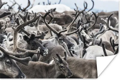 Produktbild von MuchoWow® Poster Eine Gruppe von Rentieren im Winter 120x80 cm - Bilder