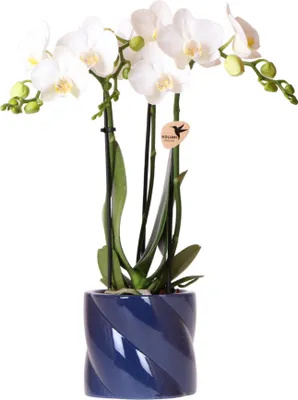 Obrázok produktu pre Kolibri Orchidey biela orchidea amabilis + cukorni?ka modrá - ve?kos? kvetiná?a 9cm
