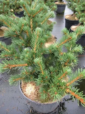 Produktbild von Picea abies Lombarts - Kegelfichte Lombarts - 30-40