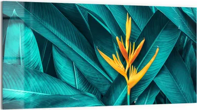 Produktbild von DEQORI Glasbild Echtglas 100x50 cm 'Exotische Tropenblüte' Wandbild Bild modern Deko