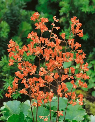Produktbild von Heuchera sanguinea 'Leuchtkäfer', Purpurglöckchen, leuchtend rot, ca. 9x9 cm Topf