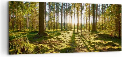 Produktbild von Bild auf Leinwand - Leinwandbild - Wald Baum Natur - 120x50cm - Wand Bild - Wanddeko - Wandbilder - Leinwanddruck - Bilder - Kunstdruck - Wanddekoration - Leinwand bilder - Wandkunst - AB120x50-3724