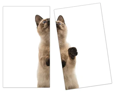 Produktbild von Spritzschutz Herdabdeckplatte Schneidebrett aus Glas Siamesiche Katze 2-Teilig (60x52cm)