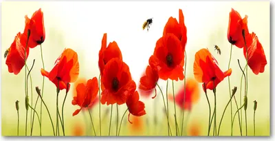 Produktbild von Tulup® Glas-Bild - 100x50 -Wandkunst - Wandbild hinter gehärtetem Sicherheitsglas  - Blumen & Pflanzen - Mohnblumen - Rot