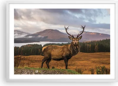 Produktbild von Gerahmtes Poster - Weißer Rahmen - Rehe Wiese Berge - 70x50 cm - Wand Bild - Wanddeko - Wandbilder - Kunstposter - Wandposter - Bilderrahmen - Bilder - Kunstdruck - Wandbild - P2WAA70x50-4231