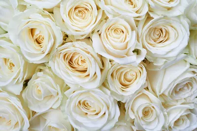 Produktbild von Fototapete - White Roses 375x250cm - Vliestapete