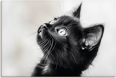Produktbild von ARTland Leinwandbild Schwarze Katze Größe: 30x20 cm