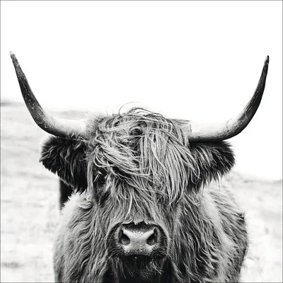Produktbild von Glasbild Scottish Highland Cattle ll GLA2151 80x80 cm