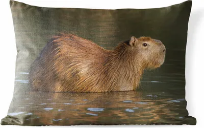 Produktbild von MuchoWow® Outdoor Kissen - Ein Capybara steht im Wasser - 60x40 cm - Wetterfest - Lounge Kissen - Zierkissen - Kissen für Innenräume