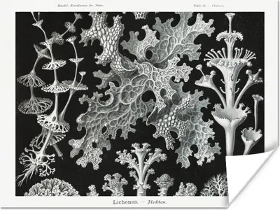 Produktbild von MuchoWow® Poster Moos - Botanisch - Vintage - Schwarz und weiß - Pilz Illustration 120x90 cm - Wandbild