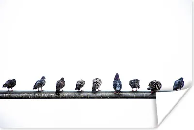 Produktbild von MuchoWow® Poster Eine Reihe von Tauben, die auf einem Bleirohr sitzen 120x80 cm - Bilder