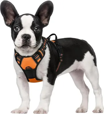 Produktbild von Hundegeschirr / Kleines Hundegeschirr – Orange, Größe S – Verstellbar, Zugstopp, Reflektierend, Atmungsaktives Material