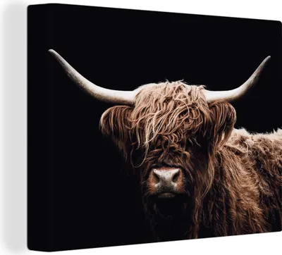 Produktbild von MuchoWow® - Leinwandbilder - Schottischer Highlander - Schwarz - Horn, Wandbild, Wanddeko Bilder Wohnzimmer, 80x60 cm