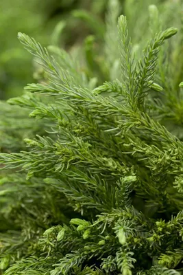 Produktbild von Cryptomeria japonica 'Dinger', Japanische Sicheltanne, 15–20 cm