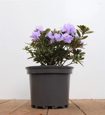 Produktbild von Rhododendron russatum 'Purple Pillow', lila Blüten, 10–15 cm
