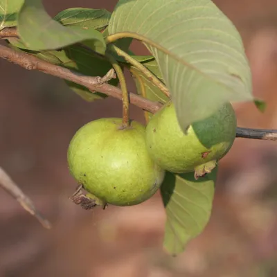 Zdjęcie produktu dla Gwajawa (Psidium guajava) – 20 nasion