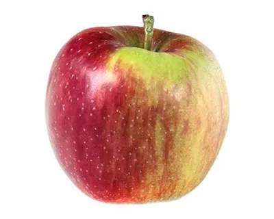 Obrázek produktu pro Malus Domestica Červený boskoop 120 cm jabloně - Jabloň Červený boskoop