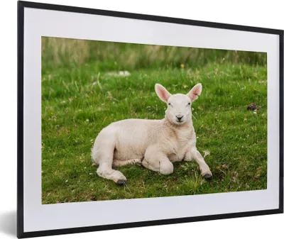 Produktbild von MuchoWow® Gerahmtes Poster Schafe - Tiere - Lamm 60x40 cm - Poster mit Schwarzem Bilderrahmen Wandposter Rahmen Foto Bilder - Schlafzimmer - Plakat in Rahmen - Drucken