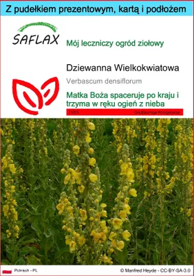 Zdjęcie produktu dla SAFLAX - Zestaw prezentowy - Dziewanna Wielkokwiatowa - 500 Nasiona - Z pudełkiem upominkowym, etykietą wysyłkową, kartą podarunkową i podłożem uprawowym - Verbascum densiflorum