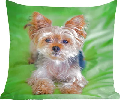 Produktbild von MuchoWow® Zierkissen Sofakissen Wohnzimmer Dekokissen 45x45 cm Ein Yorkshire Terrier liegt auf einem grünen Kissen - Schlafpolster - Polster für das Sofa